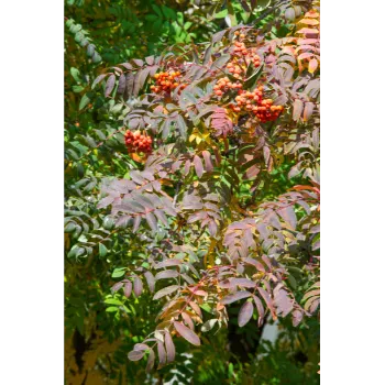 Red Sandalwood Plants